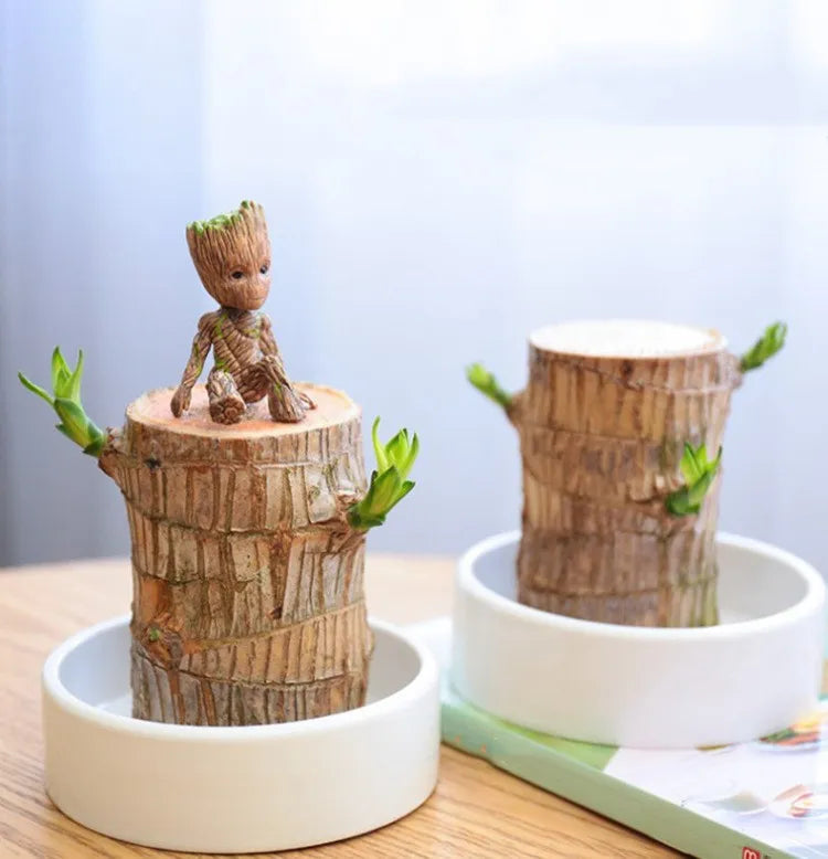 Sky Terrarium Lucky Wood