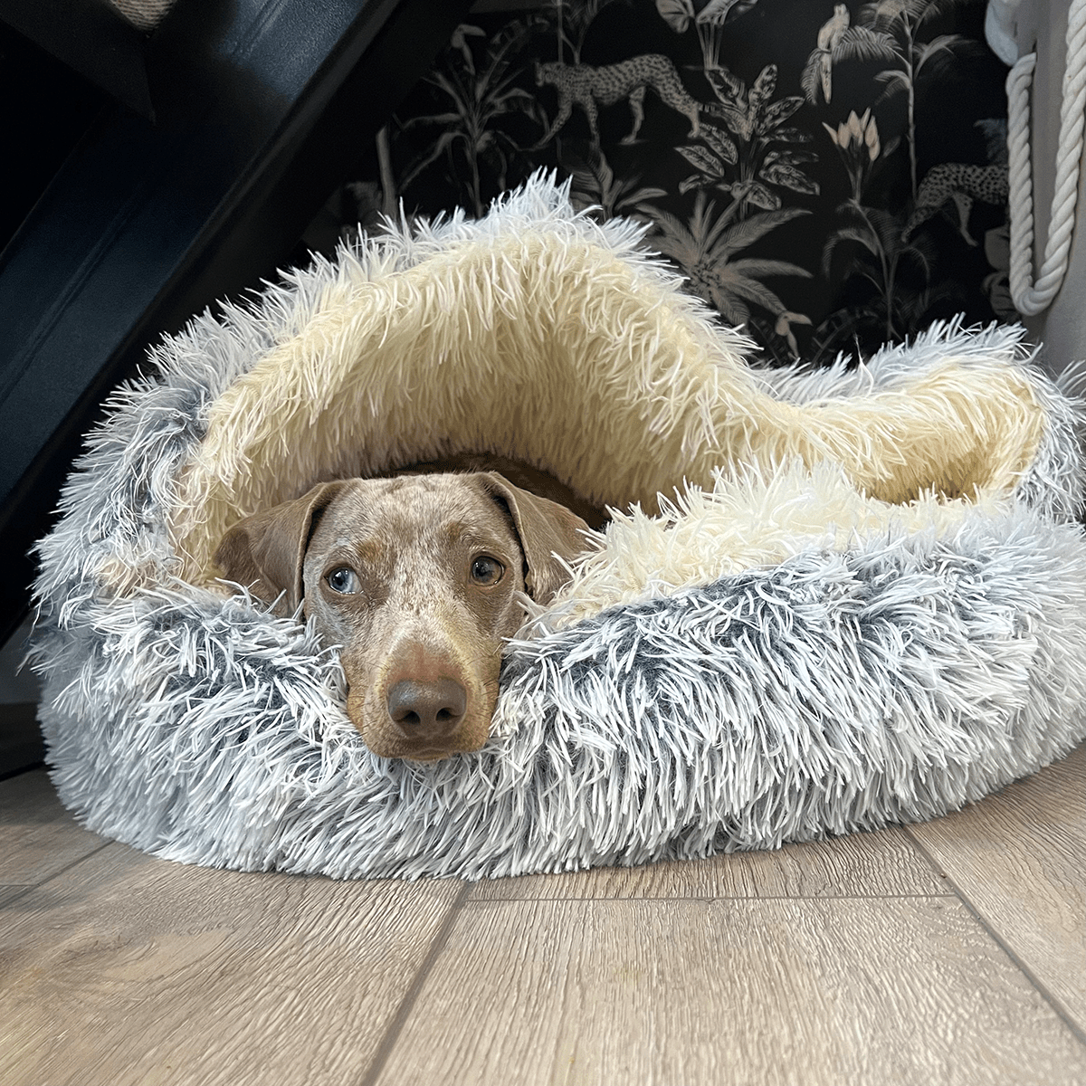 Cozy Cove Premium Pet Bed – Entaura