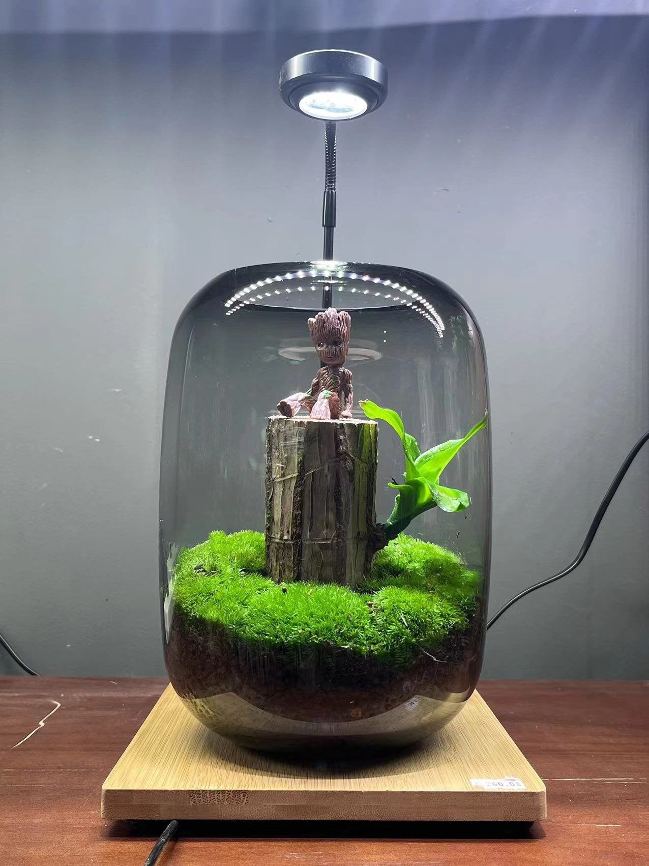 Sky Terrarium Lucky Wood